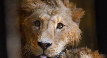 Zoológico de Aragón recibe cuatro leones rescatados del Ajusco