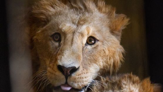 Zoológico de Aragón recibe cuatro leones rescatados del Ajusco