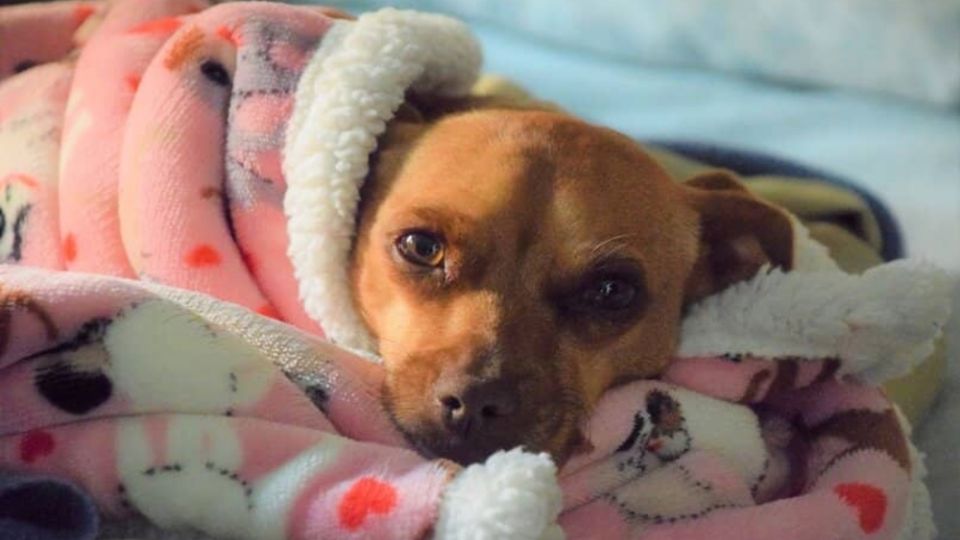 La presencia de frío en perros y gatos puede depender de su tamaño o pelaje. Checa qué hacer si tiemblan o lloran. (Fuente: Especial)
