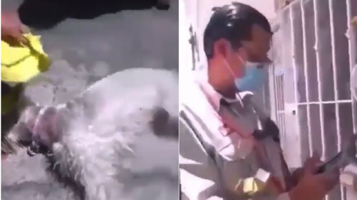 [VIDEOS] Trabajador de CFE le clava desarmador a perrita en Puebla