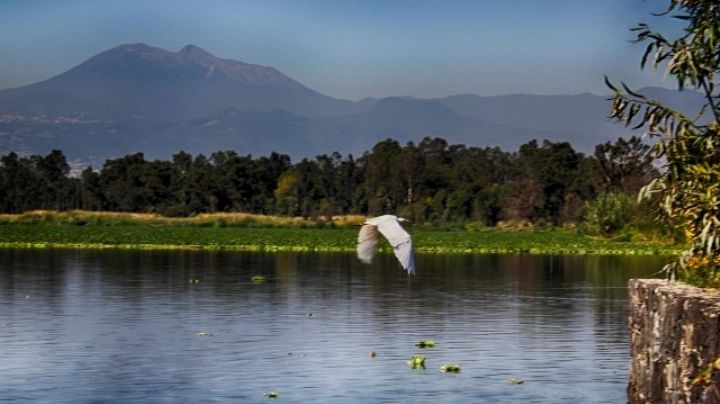 Día Mundial de las Aves: 420 especies de aves visitan la CDMX cada año