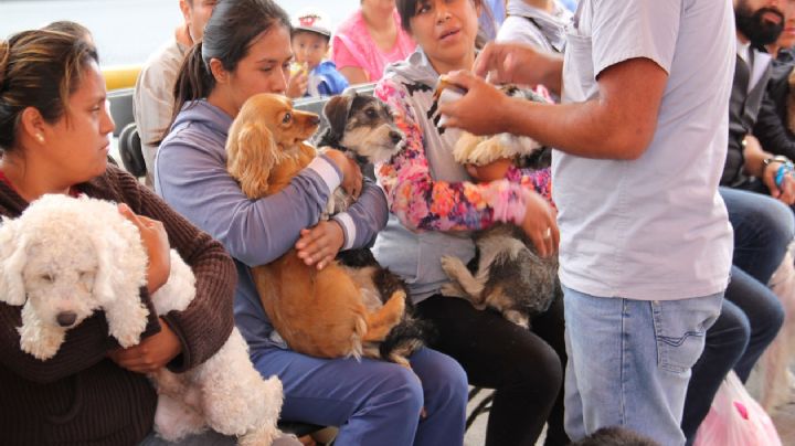 Habrá jornada de esterilización para perros y gatos del 17 al 21 de mayo en Iztapalapa