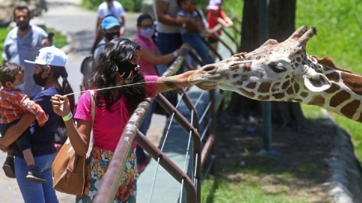 ¡Un león! Horarios y cómo llegar al Zoológico de Chapultepec en CDMX