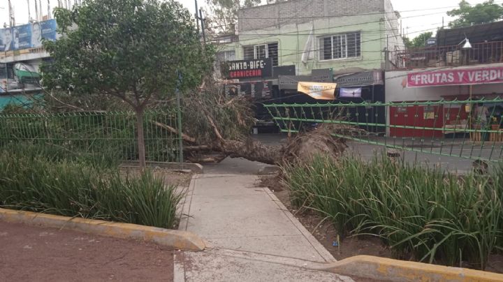 Decenas de árboles caídos por vientos fuertes en CDMX, checa medidas de protección