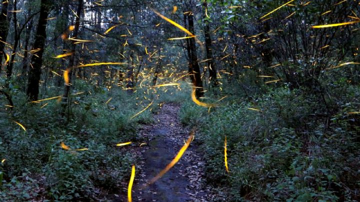 ¿Habrá recorridos de luciérnagas en el Bosque de Tlalpan? estudian su población