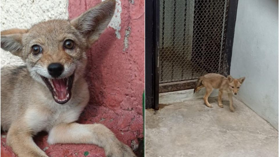 La hembra de coyote rescatada en Azcapotzalco fue diagnosticada con bajo peso pero sin lesiones aparentes. (Fuente: Sedema CDMX)