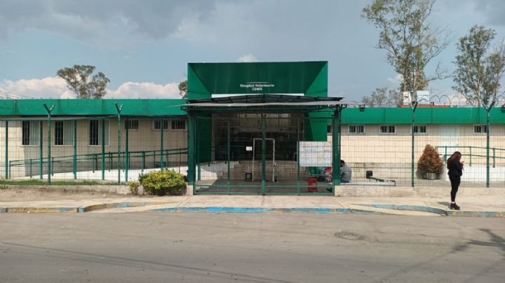 Hospital Veterinario de CDMX ayudará a la formación de universitarios de Veracruz