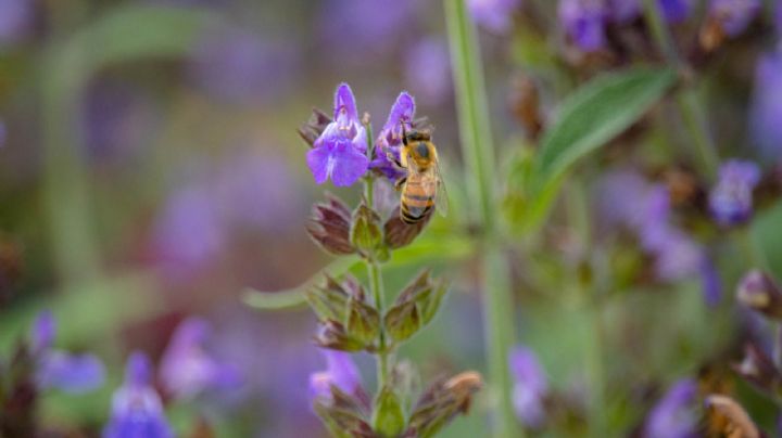 Estas alcaldías tendrán 200 jardines para polinizadores este 2022