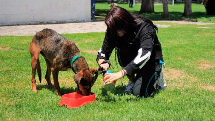 Cómo adoptar un animal rescatado de la Brigada de Vigilancia Animal