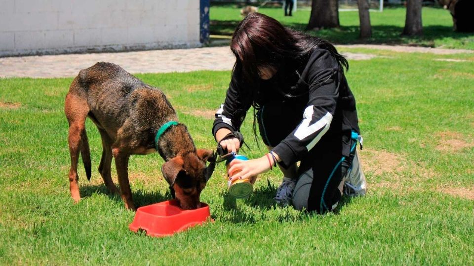 Te dejamos el catálogo de los animales que puedes adoptar de la Brigada de Vigilancia Animal. FOTO: SSC