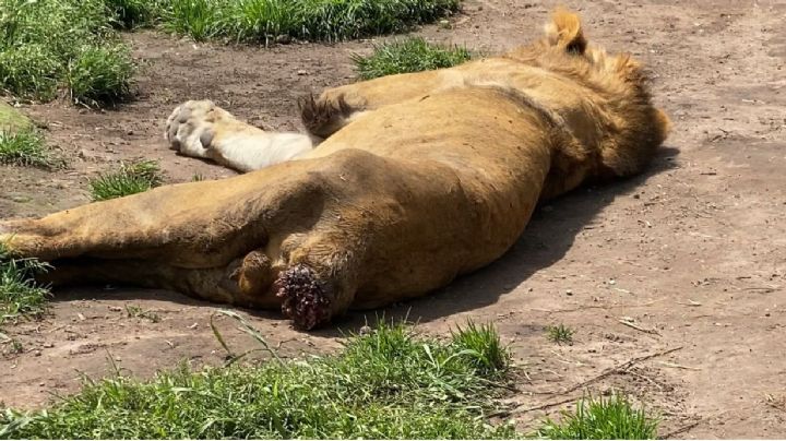Denuncian a la organización “Black Jaguar-White Tiger” por maltrato de leones y tigres en CDMX