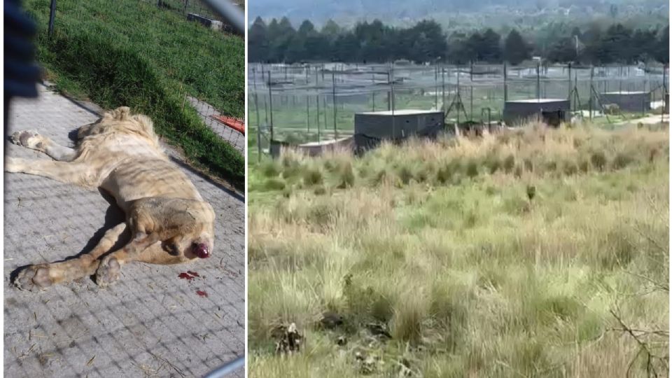 190 felinos sufrían posible maltrato animal en el santuario Black Jaguar White Tiger. FOTO: AZCARM