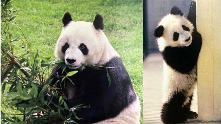 Muere Shuan Shuan, la panda gigante del Zoológico de Chapultepec