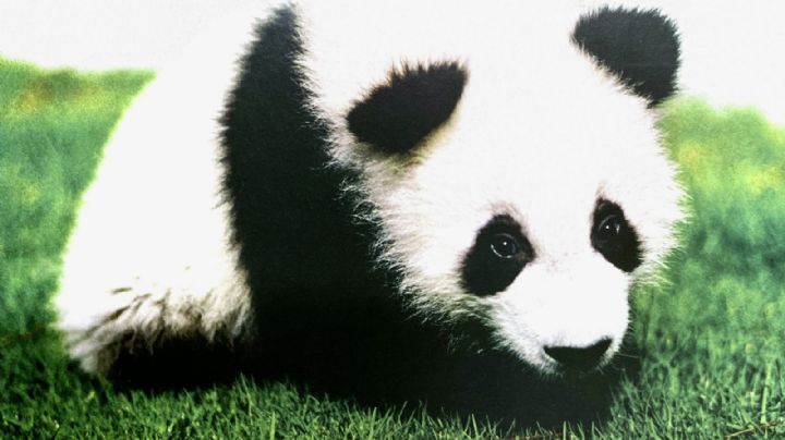 Ella fue Shuan Shaun, la panda más longeva de Chapultepec