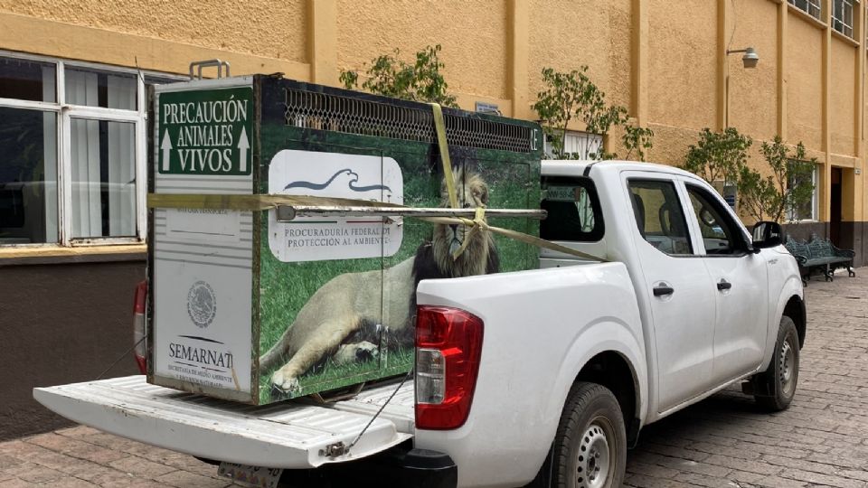 Los leones rescatados llegaron al Zoológico de Chapultepec en camionetas. FOTO: Sedema