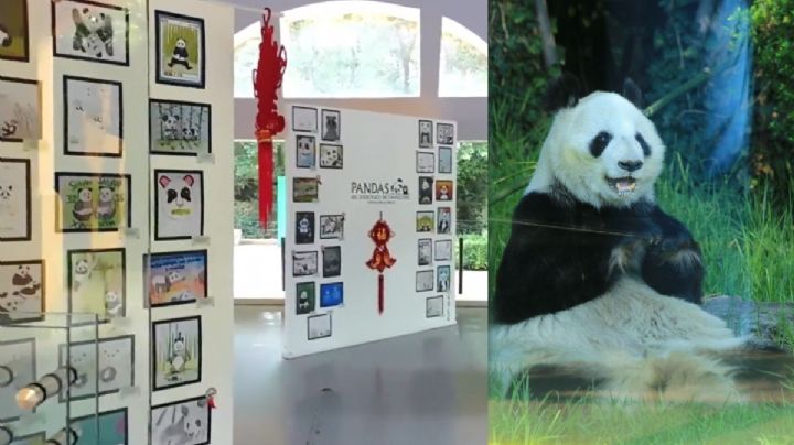 Abren exposición “Las Pandas del Zoológico” en Chapultepec CDMX