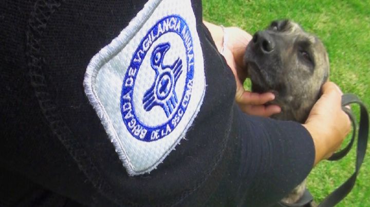 La Brigada de Vigilancia Animal ha rescatado 826 perritos en 2022