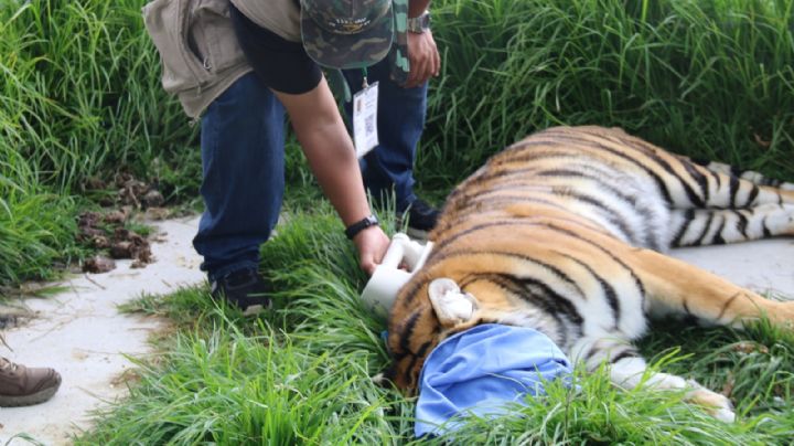 FOTOS Trasladan a 121 animales rescatados de Santuario en Tlalpan