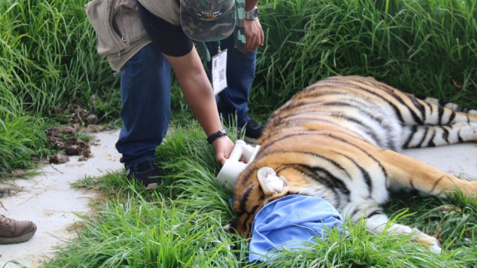 En el santuario de Tlalpan rescataron a 209 animales. FOTO: Profepa