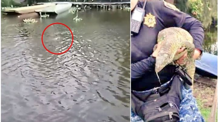 Rescatan a reptil que nadaba en canales de Xochimilco