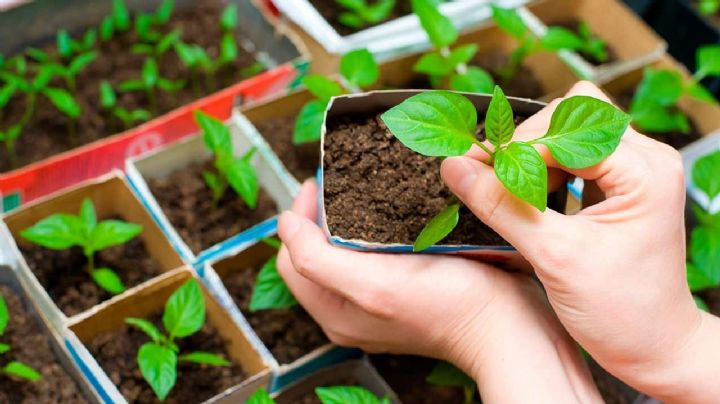 Cómo hacer tu propio huerto en casa según la Sedema