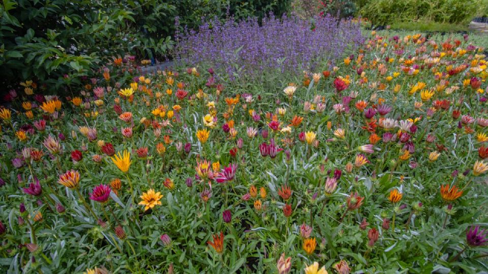 El concurso de jardineras en CDMX va dirigido a jardineros. FOTO: Sedema