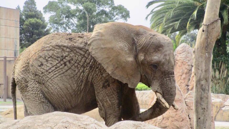 Elefanta Ely en el Zoológico de San Juan de Aragón. FOTO: Abriendo Jaulas & Abriendo Mentes