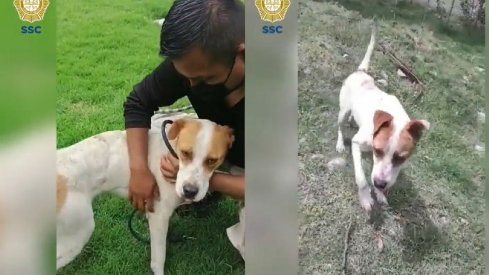 El perrito maltratado en Xochimilco ya está con la BVA. FOTO: SSC