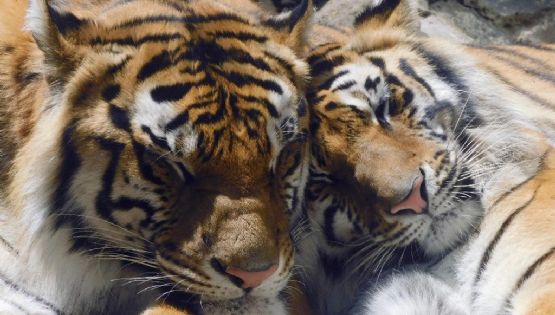 Pide Sedema no comprar tigres de mascota en la CDMX