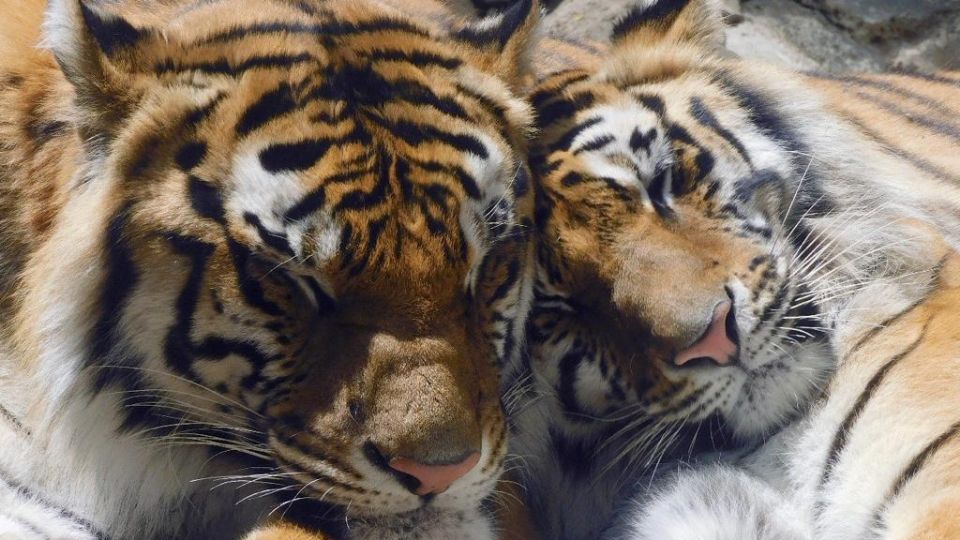 Los tigres no son mascotas, advierte la Sedema. FOTO: Sedema