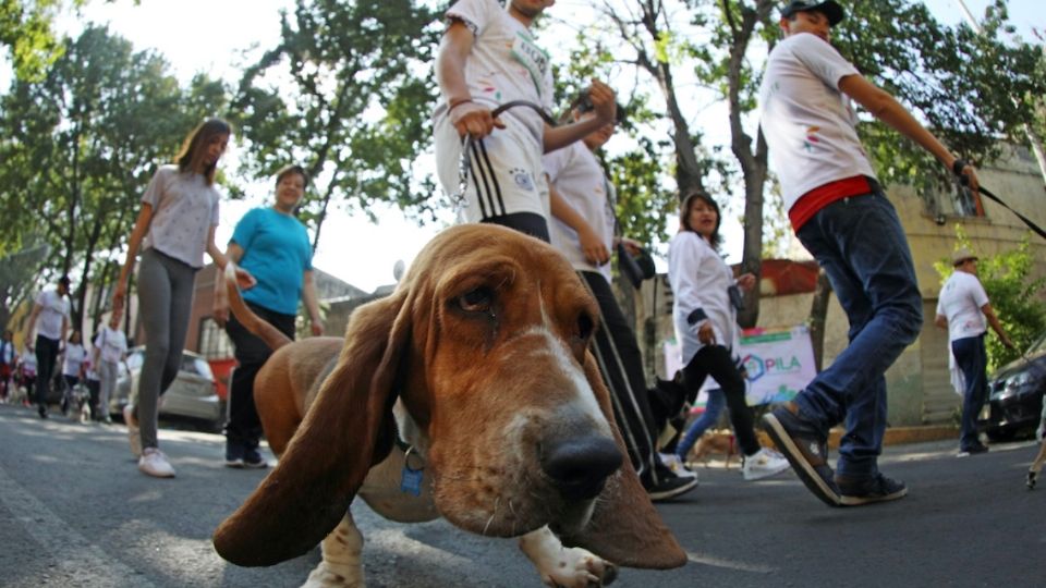 La carrera 'Perritos en Fuga' tendrá cupo limitado y será en apoyo a asociaciones de rescate animal. (Fuente: Deporte CDMX)