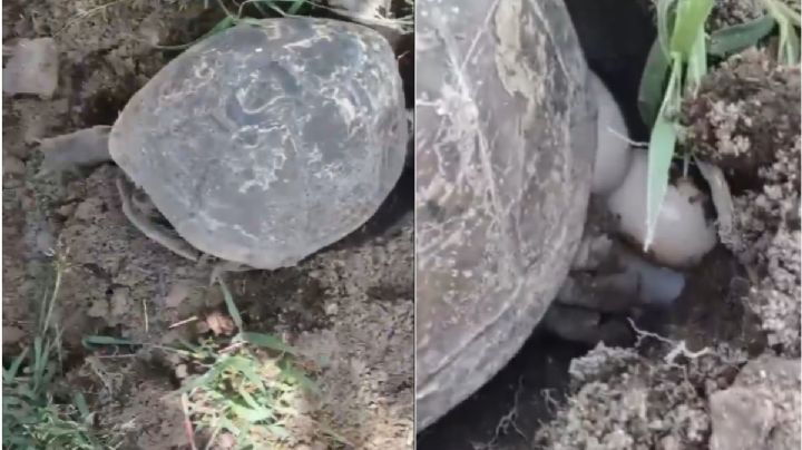 [VIDEO] Tortuga silvestre pone huevos en el Parque Ecológico de Xochimilco