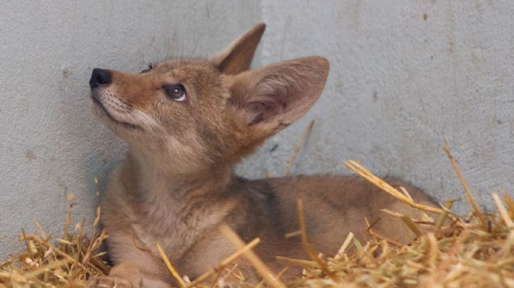 Informan el estado de salud de la cachorra de coyote rescatada en Azcapotzalco