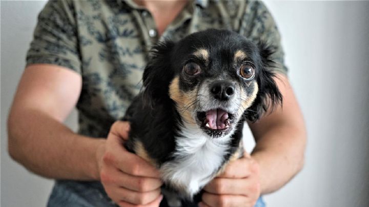 Por los perritos no uses pirotecnia este 15 de septiembre