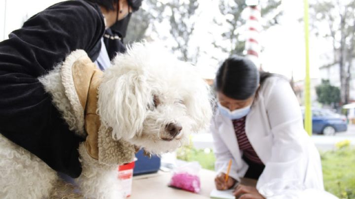 Inicia vacunación antirrábica de perros y gatos en CDMX, serán 473 puntos