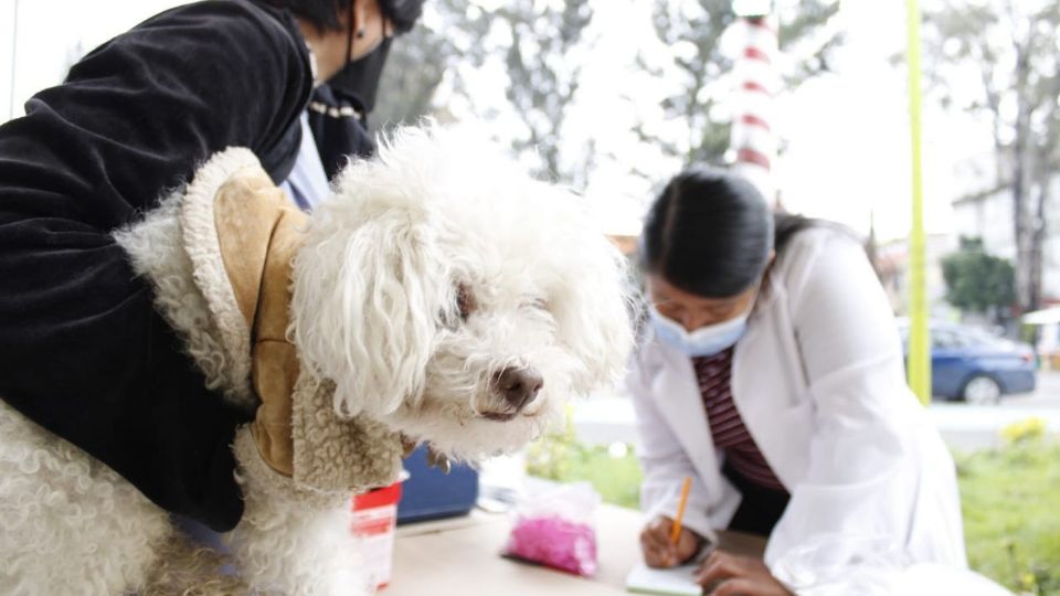 La jornada de vacunación antirrábica vacunará a 422 mil perros y gatos en CDMX. FOTO: Salud CDMX