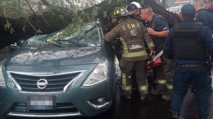 [FOTOS] Árbol cae sobre auto y aplasta a personas en Calzada Ignacio Zaragoza