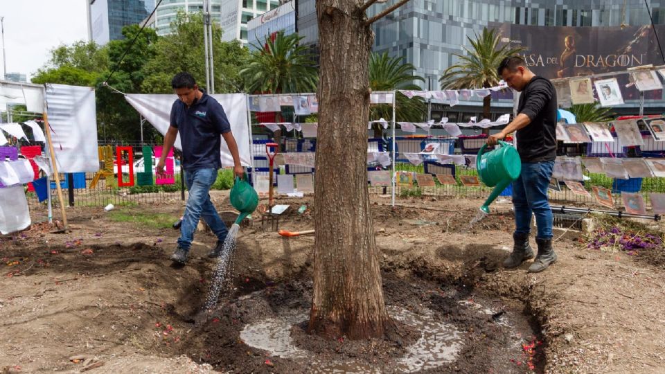 Colocan muro alrededor del Ahuehuete de Reforma. FOTO: Sedema