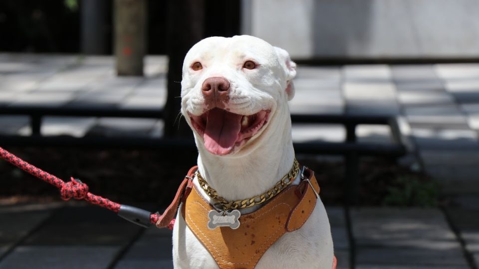 El festival de perritos en el Parque Nacional Fuentes Brotantes será el 10 y 11 de septiembre. FOTO: Sedema