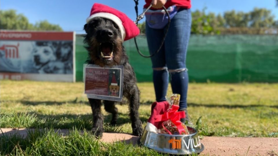 Perritos rescatados en Metro CDMX entregarán cartas a los Reyes Magos: ¿Cómo envío la mía?