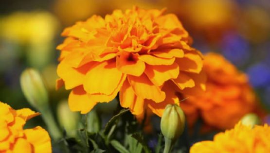 Inicia Festival de las Flores de Cempasúchil en Paseo de la Reforma