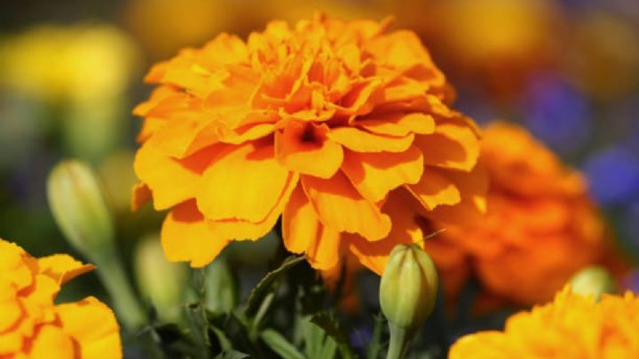 Inicia Festival de las Flores de Cempasúchil en Paseo de la Reforma