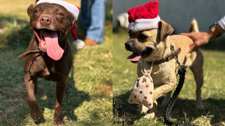 Perritos rescatados del Metro CDMX entregarán cartas a Santa Claus y los Reyes Magos