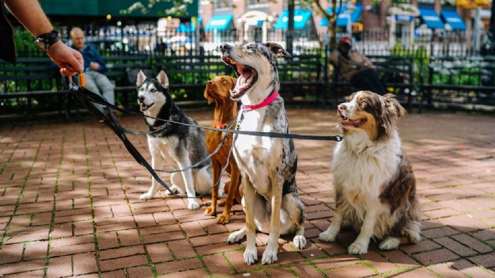 ESTOS son los requisitos para ser Paseador de Perros autorizado en CDMX