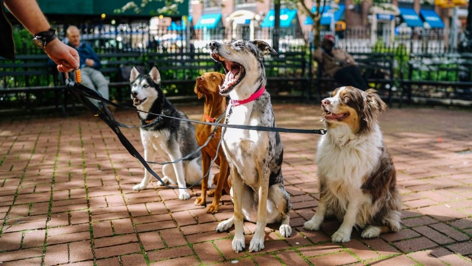 ESTOS son los requisitos para ser Paseador de Perros autorizado en CDMX.