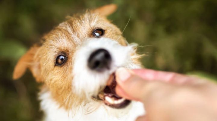 INJUVE organiza “Croquetón” para apoyo a perritos del CTC Metro: ¿Cuándo y a qué hora será?