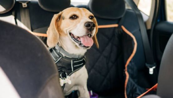 Uber Pet en CDMX: ¿Qué es y cómo solicitar un viaje con mi mascota?