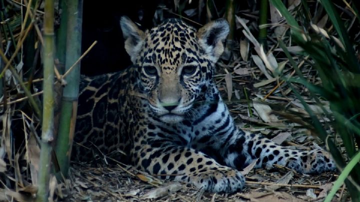 ¿Cómo les quieres poner? Sedema CDMX invita a nombrar a tres crías de jaguar