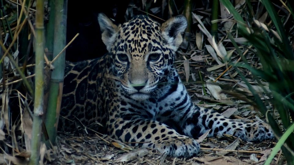 ¿Cómo les quieres poner? Sedema invita a nombrar a tres crías de jaguar.