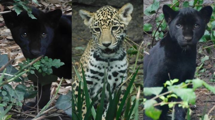 SEDEMA da a conocer nombres ganadores para los cachorros jaguares de Chapultepec: ¿Cuáles son?